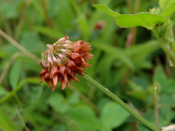 alsike clover / Trifolium hybridum: The fruiting heads of _Trifolium hybridum_ are similar to those of _Trifolium repens_, with drooping pedicels.