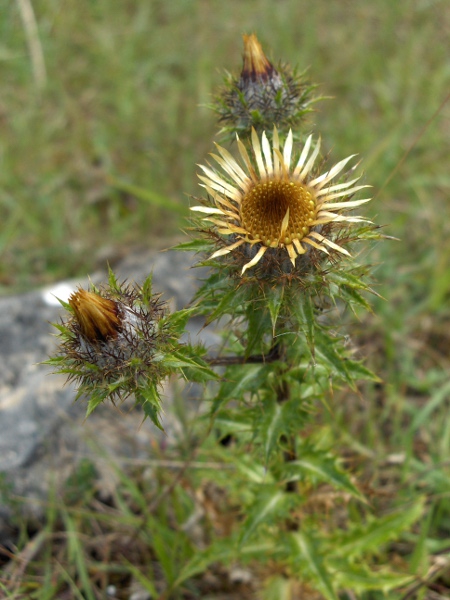 carline thistle / Carlina vulgaris