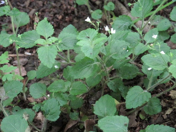 wood speedwell / Veronica montana: _Veronica montana_ grows in moist woodland.