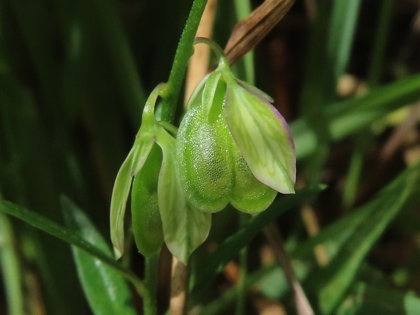 common milkwort / Polygala vulgaris