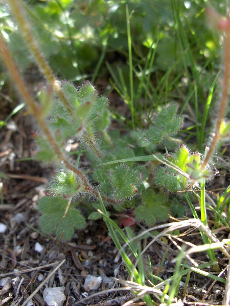 meadow saxifrage / Saxifraga granulata: Leaves