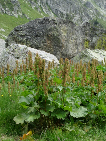 monk’s rhubarb / Rumex alpinus: _Rumex alpinus_ grows in the Alps in areas frequented by livestock; it has become naturalised in similar areas in Scotland and northern England.