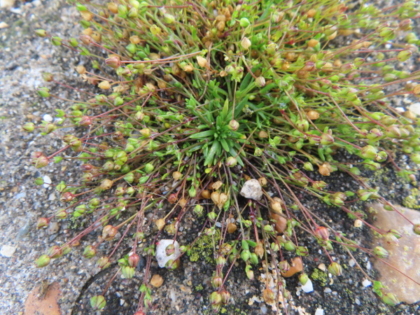 sea pearlwort / Sagina maritima: _Sagina maritima_ is an annual species (without non-flowering shoots), with blunt leaves, unlike the long-pointed leaves of its annual congeners _Sagina apetala_ and _Sagina filicaulis_.