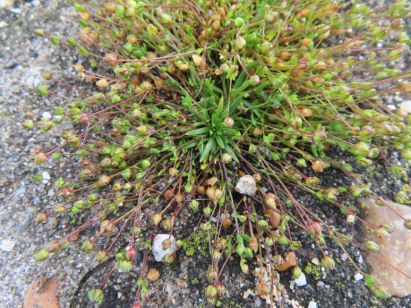 sea pearlwort / Sagina maritima