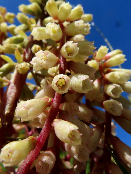 navelwort / Umbilicus rupestris: The pendent, tubular flowers conceal 5 stigmas and 10 stamens.