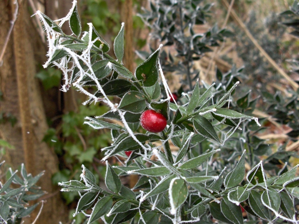 butcher’s broom / Ruscus aculeatus: The ‘leaves’ of _Ruscus aculeatus_ are in fact flattened sections of stem (‘cladodes’).