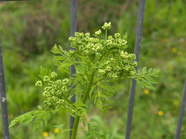 hemlock / Conium maculatum: The inflorescences of _Conium maculatum_ have several bracts or bracteoles at each node.