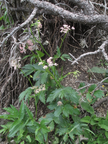 greater burnet-saxifrage / Pimpinella major: _Pimpinella major_ grows along hedgerows and woodland edges in southern Devon, the North Downs, England north of the Thames, and the south-western half of Ireland.