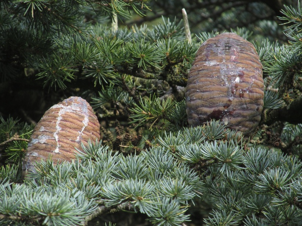 cedar of Lebanon / Cedrus libani: Seed cones