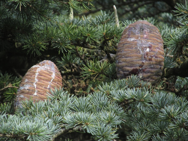 cedar of Lebanon / Cedrus libani