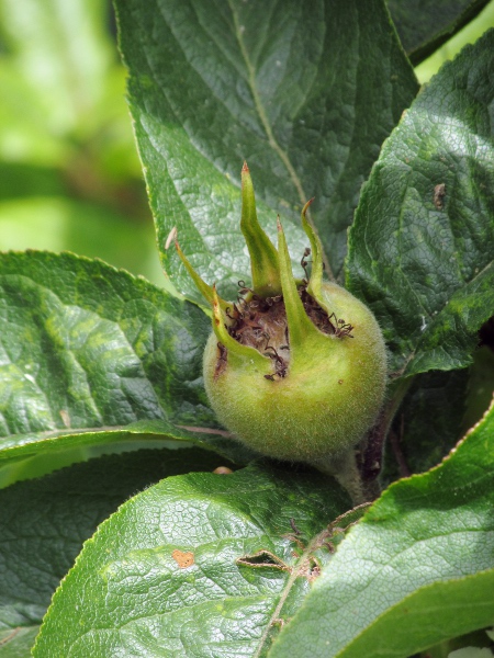 medlar / Mespilus germanica: Close-up of fruit of _Mespilus germanica_ ‘Royal’