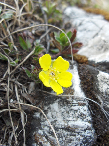 Alpine cinquefoil / Potentilla crantzii