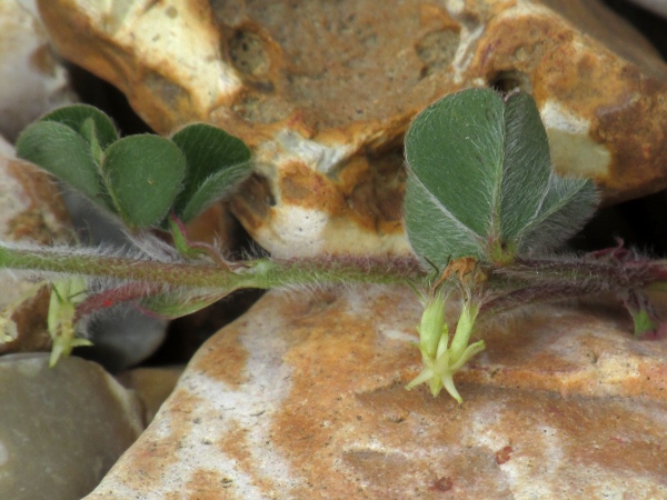 subterranean clover / Trifolium subterraneum: The sterile flowers have no corolla, and grow directly into the ground, as seen on this uprooted specimen.