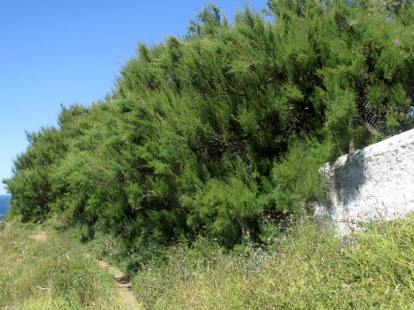 tamarisk / Tamarix gallica: _Tamarix gallica_ is widely planted in coastal areas