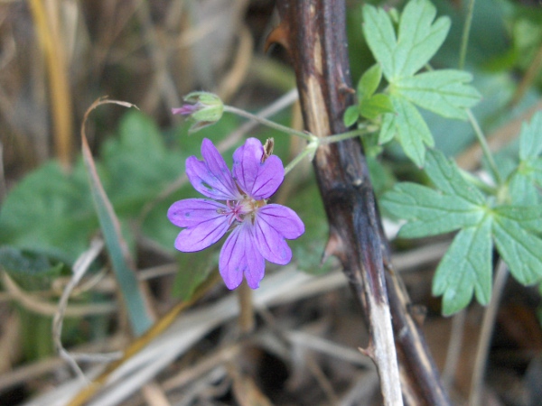 dove’s-foot cranesbill / Geranium molle: All 10 stamens in a _Geranium molle_ flower have anthers; in _Geranium pusillum_, only 5 have anthers.