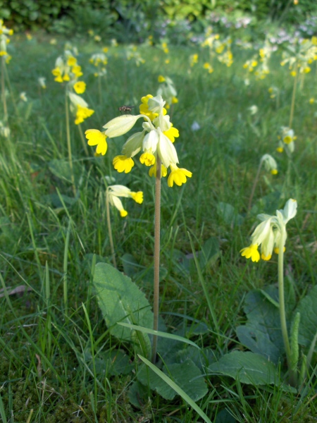 cowslip / Primula veris: Growing in a domestic garden