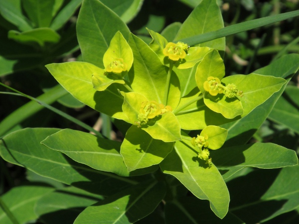 Irish spurge / Euphorbia hyberna: _Euphorbia hyberna_ is one of a few species to have long cylindrical papillae on the surface of its fruit.