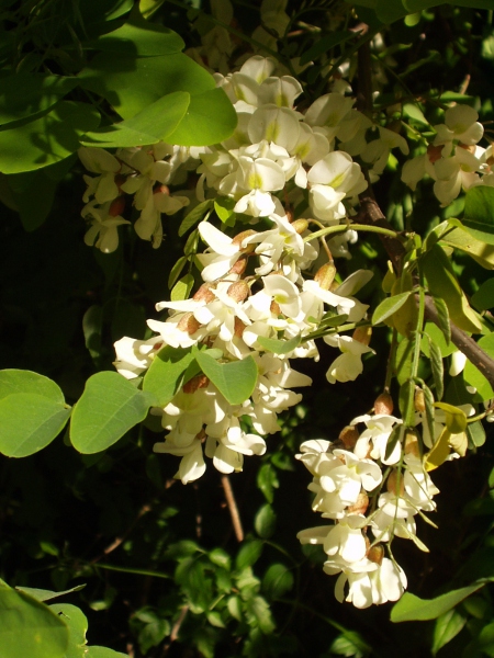 false acacia / Robinia pseudoacacia: _Robinia pseudoacacia_ is a large tree with white pea-like flowers.