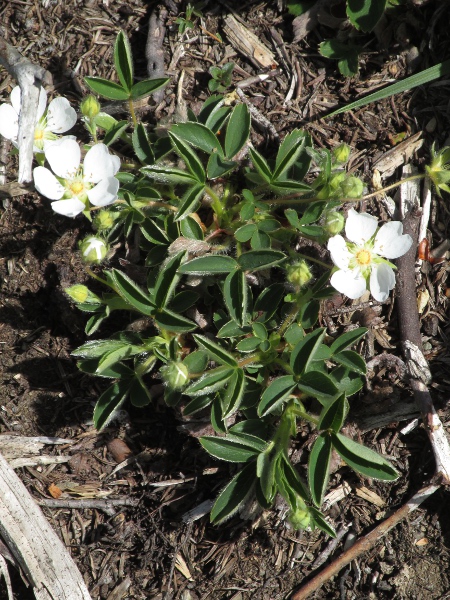 western cinquefoil / Potentilla montana: _Potentilla montana_ is a white-flowering cinquefoil with palmate leaves native to western France and the Iberian Peninsula; it is naturalised on a hill near Aberystwyth (VC46) and one near Girvan (VC75).