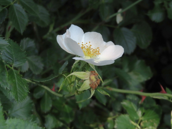 glandular dog-rose / Rosa squarrosa: As in _Rosa canina_ s.s., the sepals are pinnately lobed, soon becoming reflexed, and generally falling off by the time the fruit is ripe.