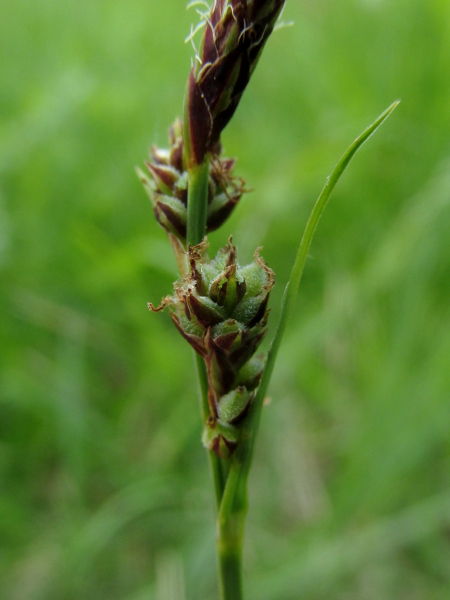 downy-fruited sedge / Carex tomentosa: _Carex tomentosa_ has very hairy, unbeaked utricles, and long, leaf-like bracts.