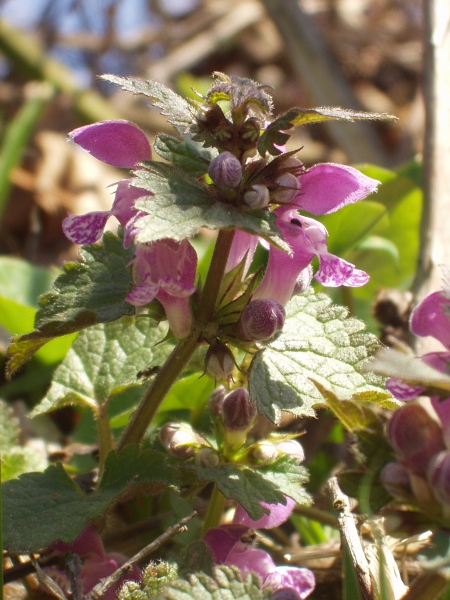 spotted dead-nettle / Lamium maculatum: The pink flowers of _Lamium maculatum_ (much larger than those of _L. purpureum_) are markedly curved upwards.