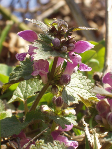 spotted dead-nettle / Lamium maculatum