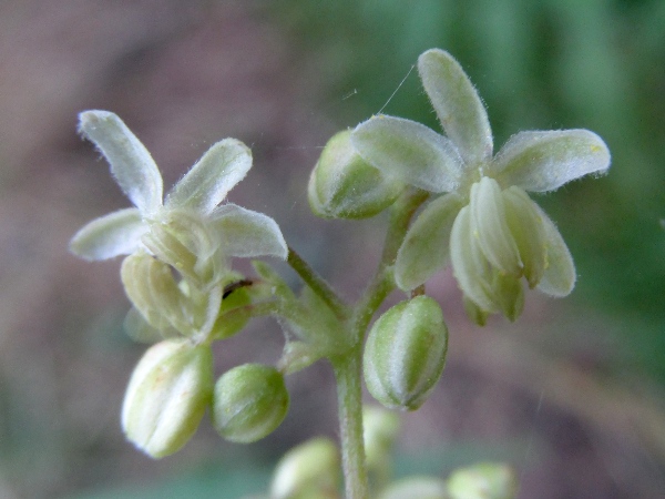 hop / Humulus lupulus: The male flowers are small, white, and borne in loose panicles.