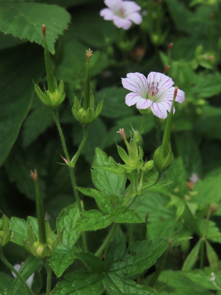 pencilled cranesbill / Geranium versicolor: _Geranium versicolor_ is a Mediterranean species, similar to _Geranium_ × _oxonianum_, but with petals that are paler and curve more strongly backwards at the tip.