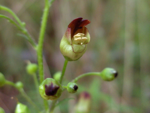 common figwort / Scrophularia nodosa: The flowers of _Scrophularia nodosa_ have sepals with only narrow scarious borders.
