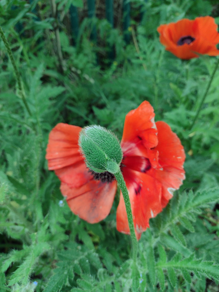 Oriental poppy / Papaver setiferum