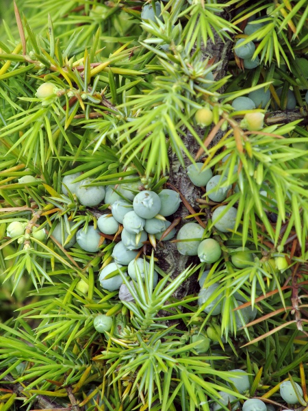 common juniper / Juniperus communis subsp. communis: The leaves of _Juniperus communis_ subsp. _communis_ are patent and acuminate with a greyish stomatal band.