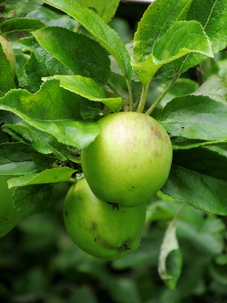 apple / Malus domestica: The hard, fleshy fruits of _Malus domestica_ are the reason for its widespread cultivation; they are borne on hairy stalks, in contrast to the smaller fruits of _Malus sylvestris_.