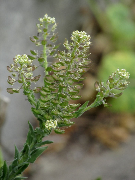 field pepperwort / Lepidium campestre: _Lepidium campestre_ has yellow anthers, and fruits that often lack the surface papillae and on which the style barely exceeds the wings (_Lepidium heterophyllum_ has purple anthers and papillose fruits with protruding styles).