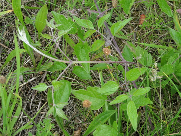 traveller’s joy / Clematis vitalba: The leaves of _Clematis vitalba_ are pinnate, with stalked leaflets.