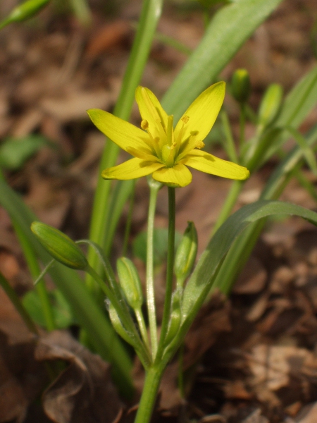 yellow Star-of-Bethlehem / Gagea lutea: Flower