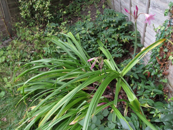 Powell’s Cape-lily / Crinum × powellii: The leaves of _Crinum_ × _powellii_ are parallel-sided and sharply channelled.