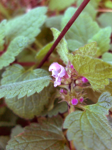 red dead-nettle / Lamium purpureum: The leaves of _Lamium purpureum_ are more shallowly lobed than those of _Lamium hybridum_ and are all petiolate, unlike _Lamium confertum_.