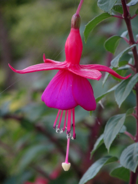 large-flowered fuchsia / Fuchsia