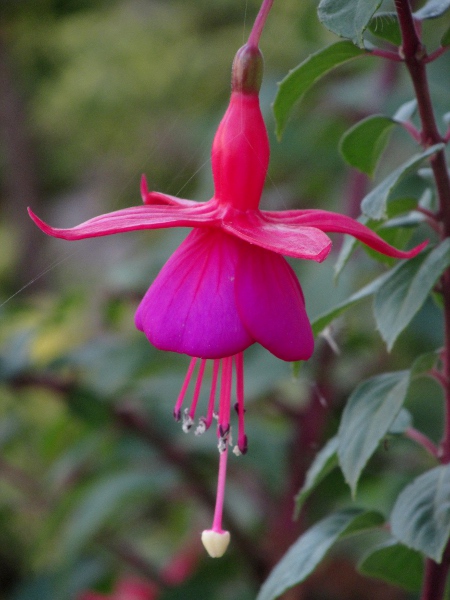 large-flowered fuchsia / Fuchsia 