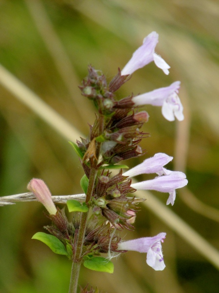 lesser calamint / Clinopodium nepeta