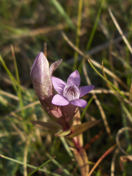 autumn gentian / Gentianella amarella subsp. amarella: _Gentianella amarella_ subsp. _amarella_ is the common subspecies across most of Britain; it is replaced in Ireland by the larger-flowered _G. amarella_ subsp. _hibernica_.