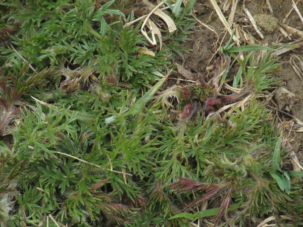 pasqueflower / Pulsatilla vulgaris: The leaves of _Pulsatilla vulgaris_ are finely divided.