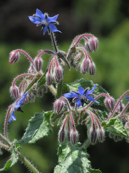 borage / Borago officinalis: The flowers of _Borago officinalis_ make an attractive garnish, and the leaves are also edible.