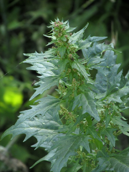 nettle-leaved goosefoot / Chenopodiastrum murale: _Chenopodium murale_ has more deeply toothed leaves than most of our _Chenopodium_ species, and is only slightly mealy.
