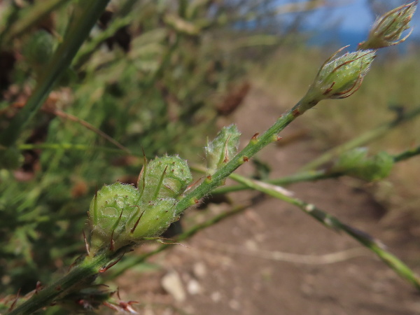 sainfoin / Onobrychis viciifolia