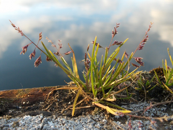 annual meadow-grass / Poa annua: Habitus