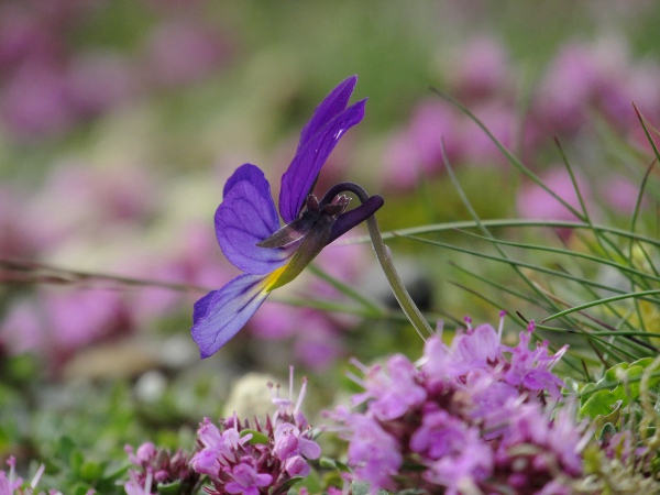 mountain pansy / Viola lutea: Lateral view of flower