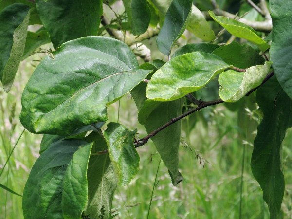 quince / Cydonia oblonga: The leaves of _Cydonia oblonga_ are very hairy underneath.