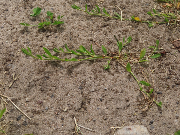 northern knotgrass / Polygonum boreale: _Polygonum boreale_ is a knotgrass found only in Scotland, usually close to the coast.